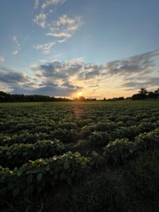 photo of field representing organic lifestyle